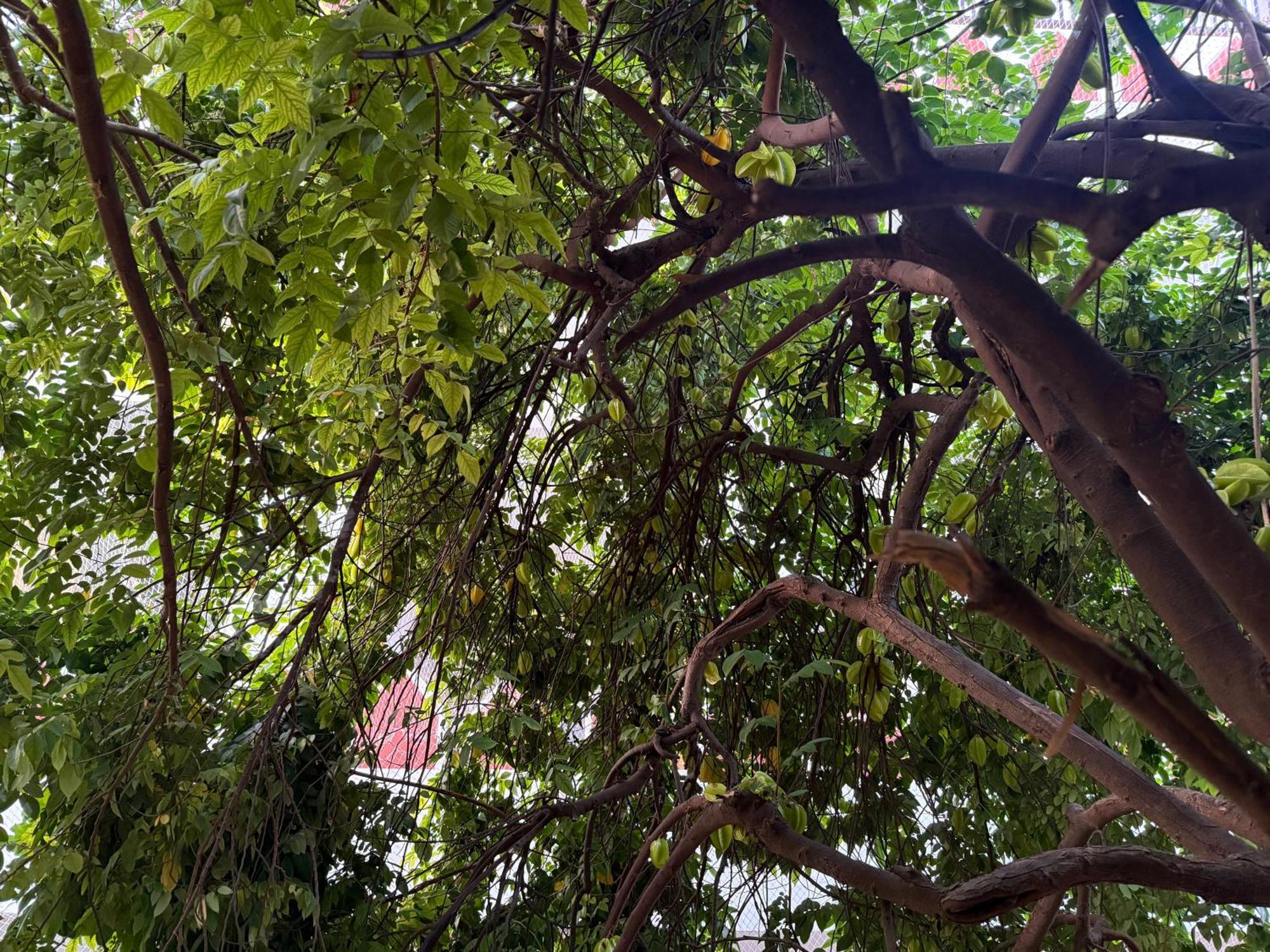 Hotel Green Heaven Resort Pushkar Eksteriør bilde