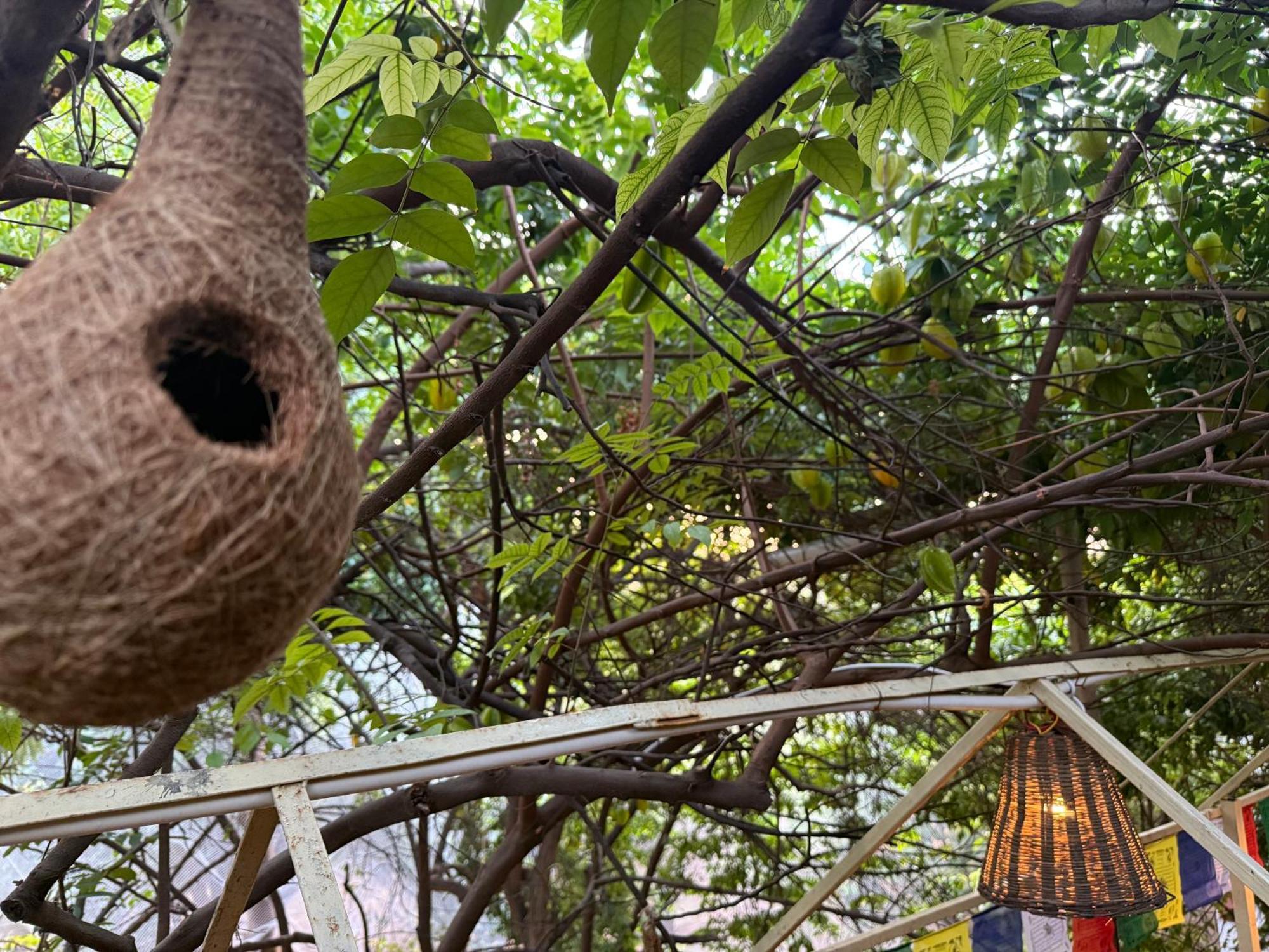 Hotel Green Heaven Resort Pushkar Eksteriør bilde